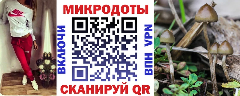 MEGA ONION  Приморск  Галлюциногенные грибы Cubensis 